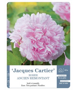 ‘Jacques Cartier’ REMONTANT