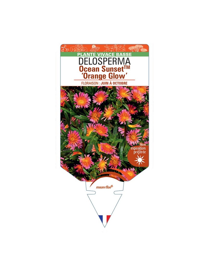DELOSPERMA Ocean Sunset™ Orange Glow
