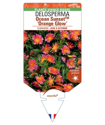DELOSPERMA Ocean Sunset™ Orange Glow
