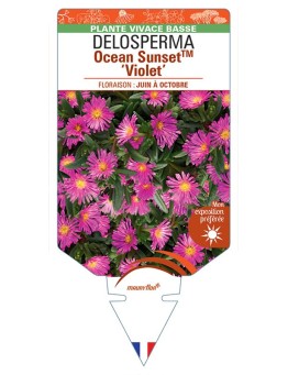 DELOSPERMA Ocean Sunset™ Violet