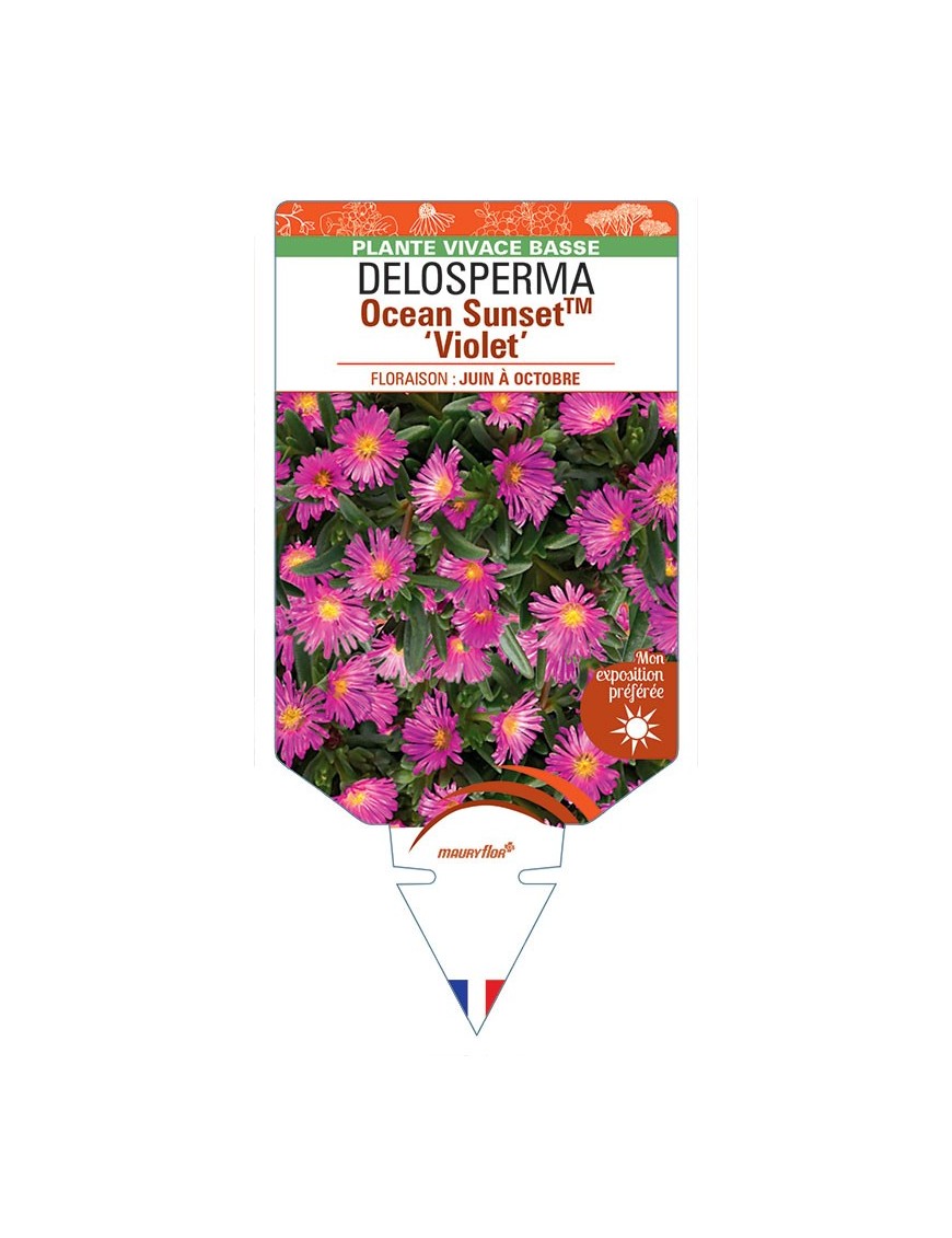 DELOSPERMA Ocean Sunset™ Violet