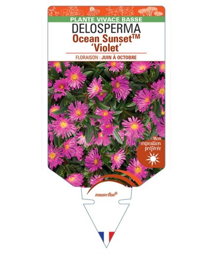 DELOSPERMA Ocean Sunset™ Violet