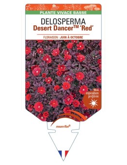 DELOSPERMA Desert Dancer™ Red