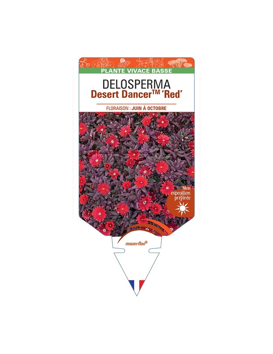 DELOSPERMA Desert Dancer™ Red