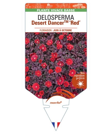 DELOSPERMA Desert Dancer™ Red