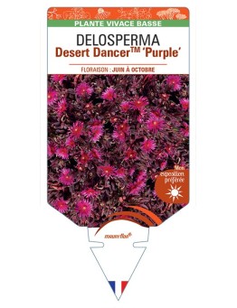 DELOSPERMA Desert Dancer™ Purple