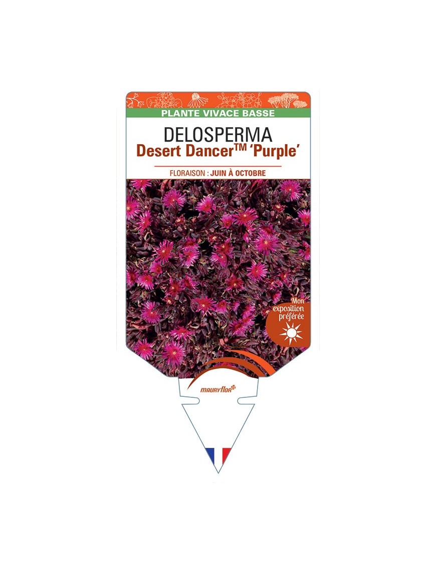 DELOSPERMA Desert Dancer™ Purple