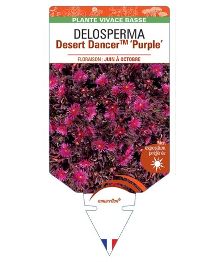 DELOSPERMA Desert Dancer™ Purple