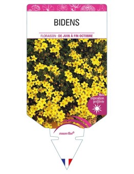 BIDENS *