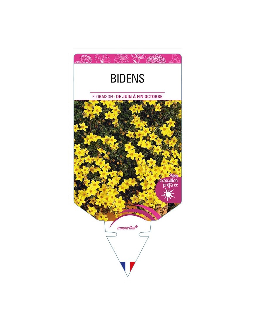 BIDENS *