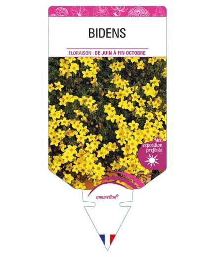 BIDENS *