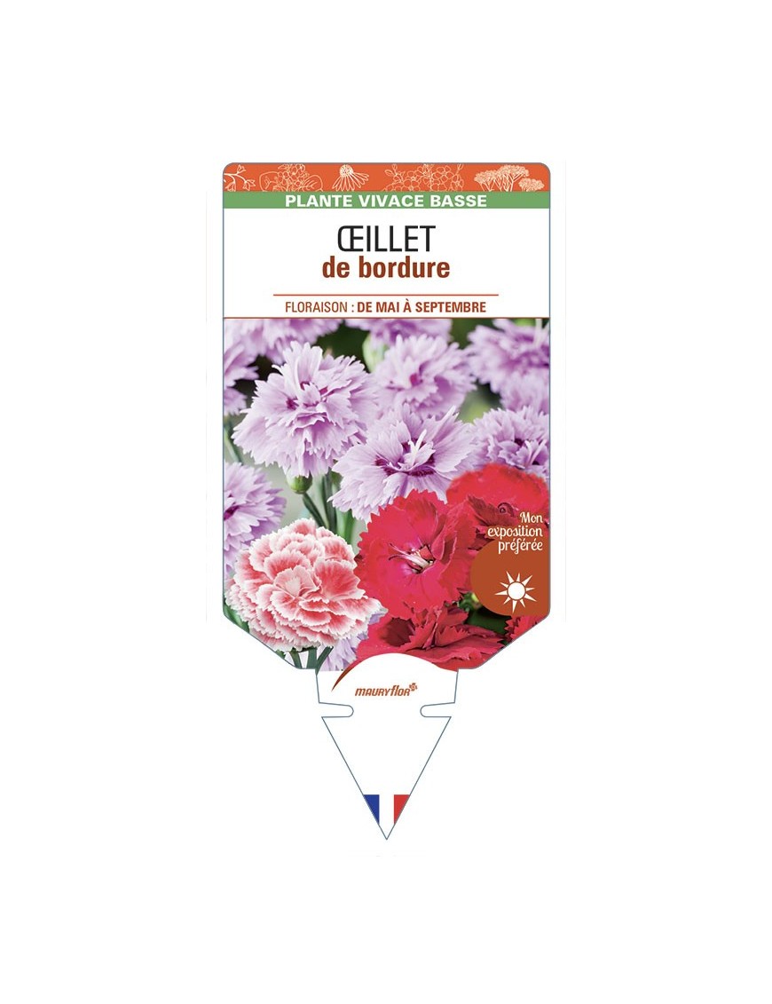 DIANTHUS caryophyllus voir Œillet de bordure