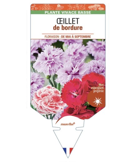 DIANTHUS caryophyllus voir Œillet de bordure
