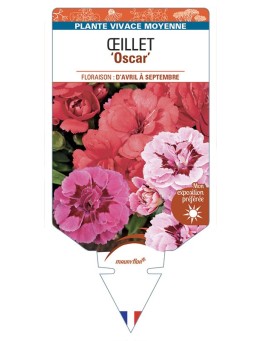 DIANTHUS caryophyllus voir Œillet Oscar