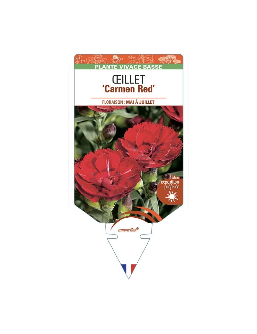 DIANTHUS caryophyllus Carmen Red voir Œillet