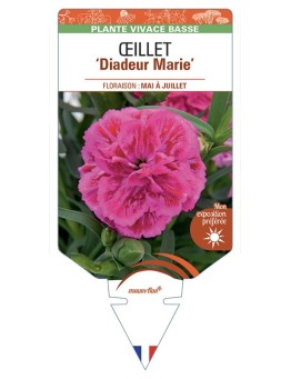 DIANTHUS caryophyllus Diadeur Marie voir Œillet