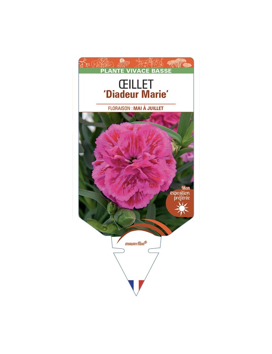 DIANTHUS caryophyllus Diadeur Marie voir Œillet