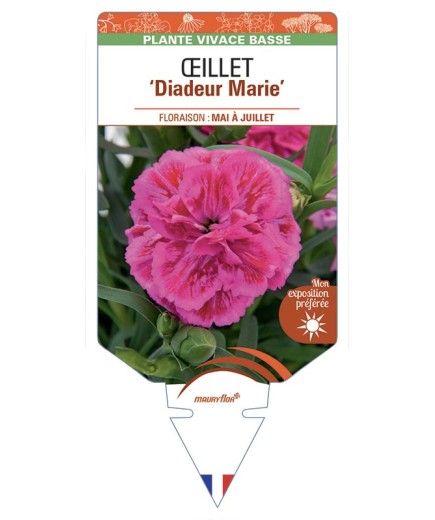 DIANTHUS caryophyllus Diadeur Marie voir Œillet