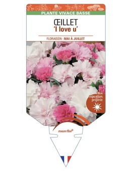 DIANTHUS caryophyllus I Love U voir Œillet