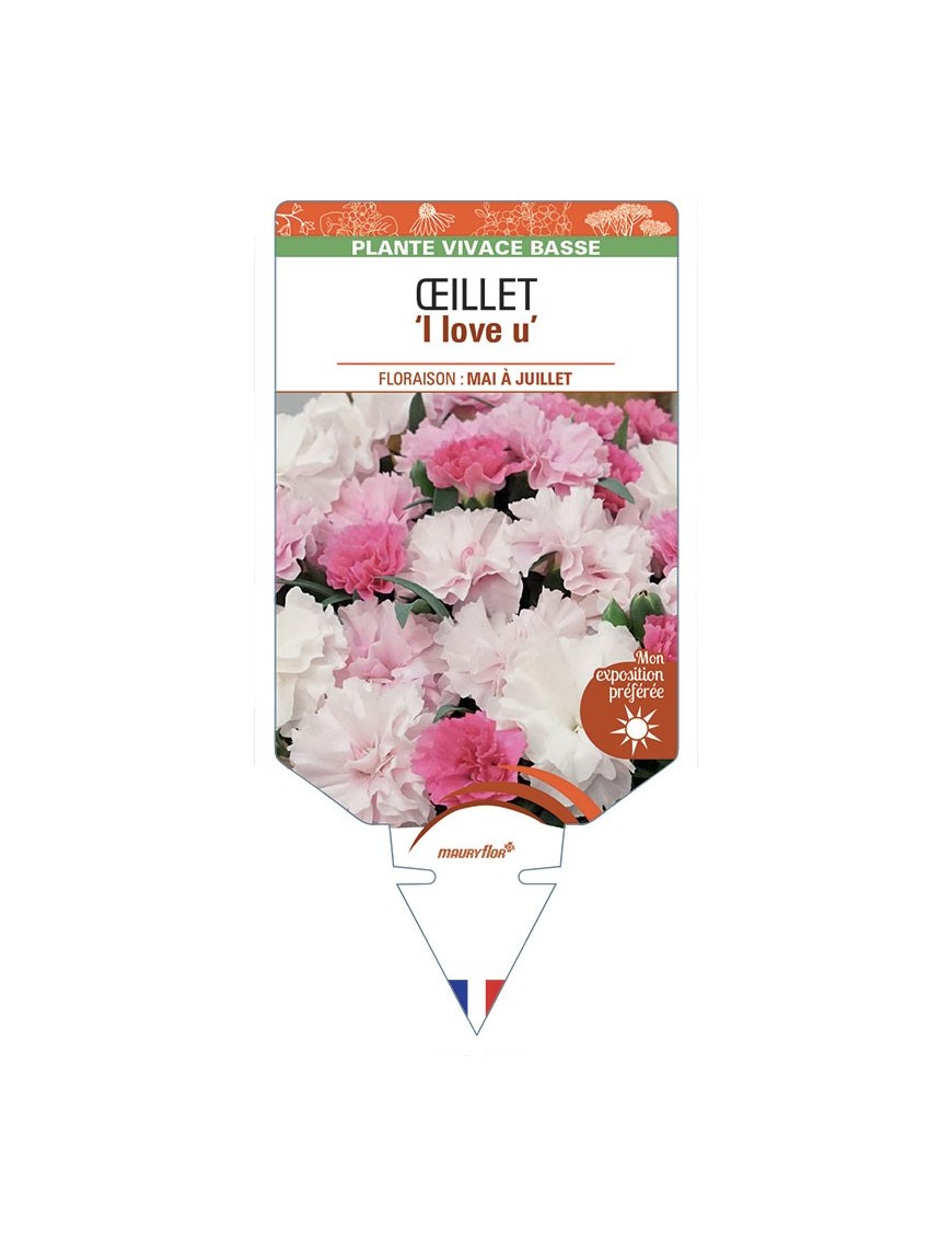 DIANTHUS caryophyllus I Love U voir Œillet