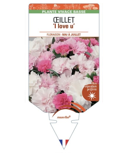 DIANTHUS caryophyllus I Love U voir Œillet
