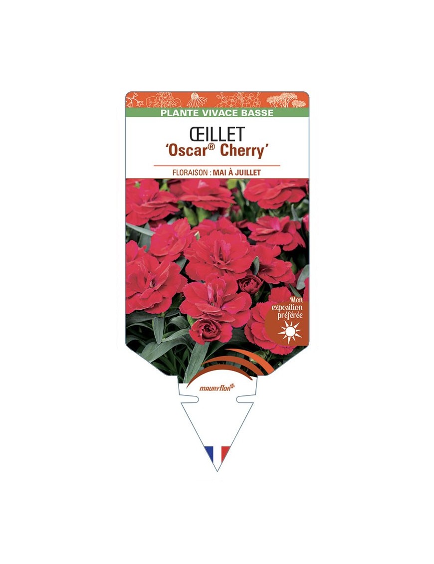 DIANTHUS caryophyllus Oscar® Cherry voir Œillet