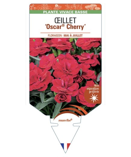 DIANTHUS caryophyllus Oscar® Cherry voir Œillet