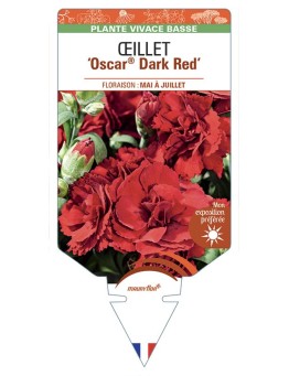 DIANTHUS caryophyllus Oscar® Dark Red voir Œillet