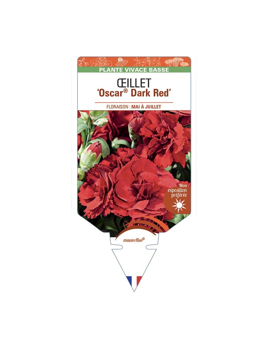 DIANTHUS caryophyllus Oscar® Dark Red voir Œillet