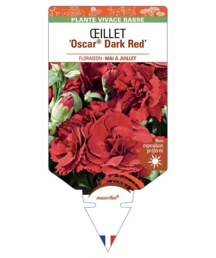 DIANTHUS caryophyllus Oscar® Dark Red voir Œillet