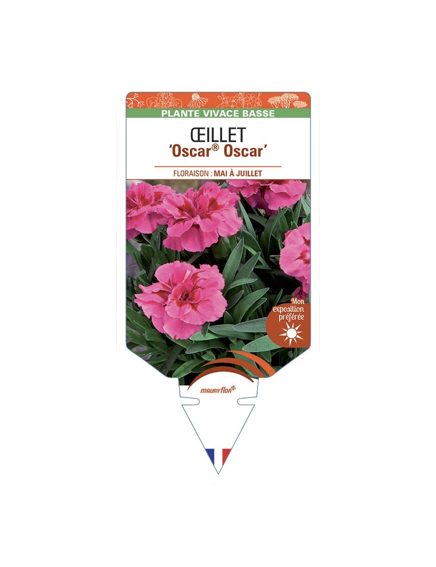 DIANTHUS caryophyllus Oscar® Oscar voir Œillet