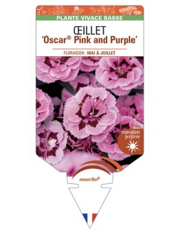 DIANTHUS caryophyllus Oscar® Pink and Purple voir Œillet
