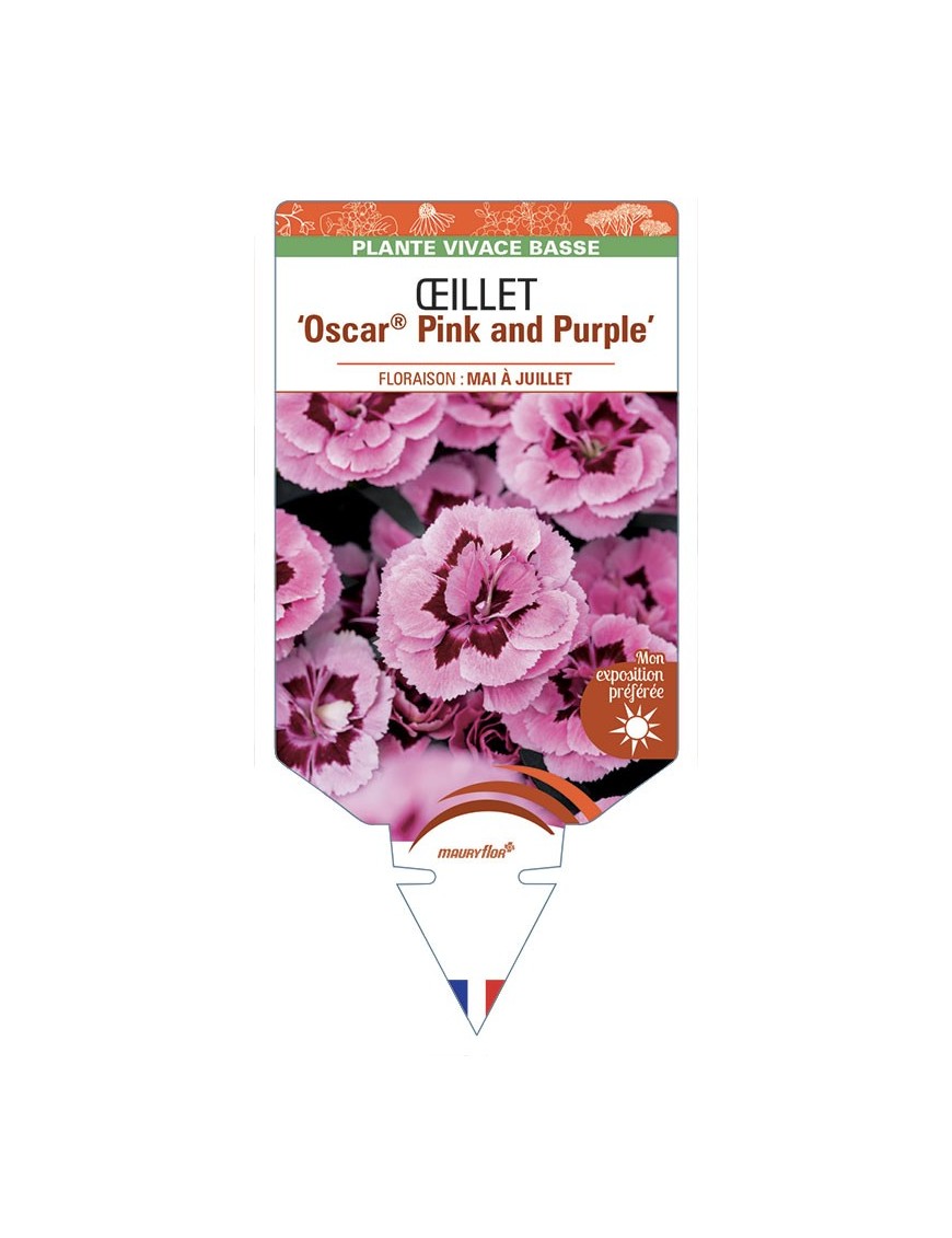 DIANTHUS caryophyllus Oscar® Pink and Purple voir Œillet