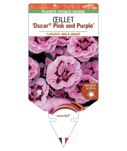 DIANTHUS caryophyllus Oscar® Pink and Purple voir Œillet