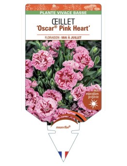 DIANTHUS caryophyllus Oscar® Pink Heart voir Œillet