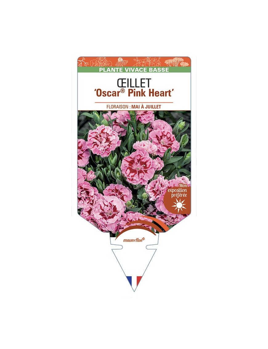 DIANTHUS caryophyllus Oscar® Pink Heart voir Œillet