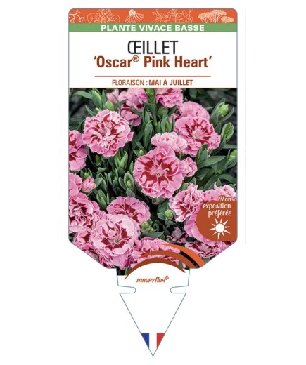 DIANTHUS caryophyllus Oscar® Pink Heart voir Œillet
