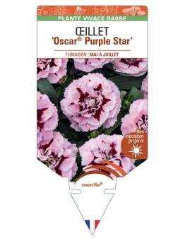 DIANTHUS caryophyllus Oscar® Purple Star voir Œillet