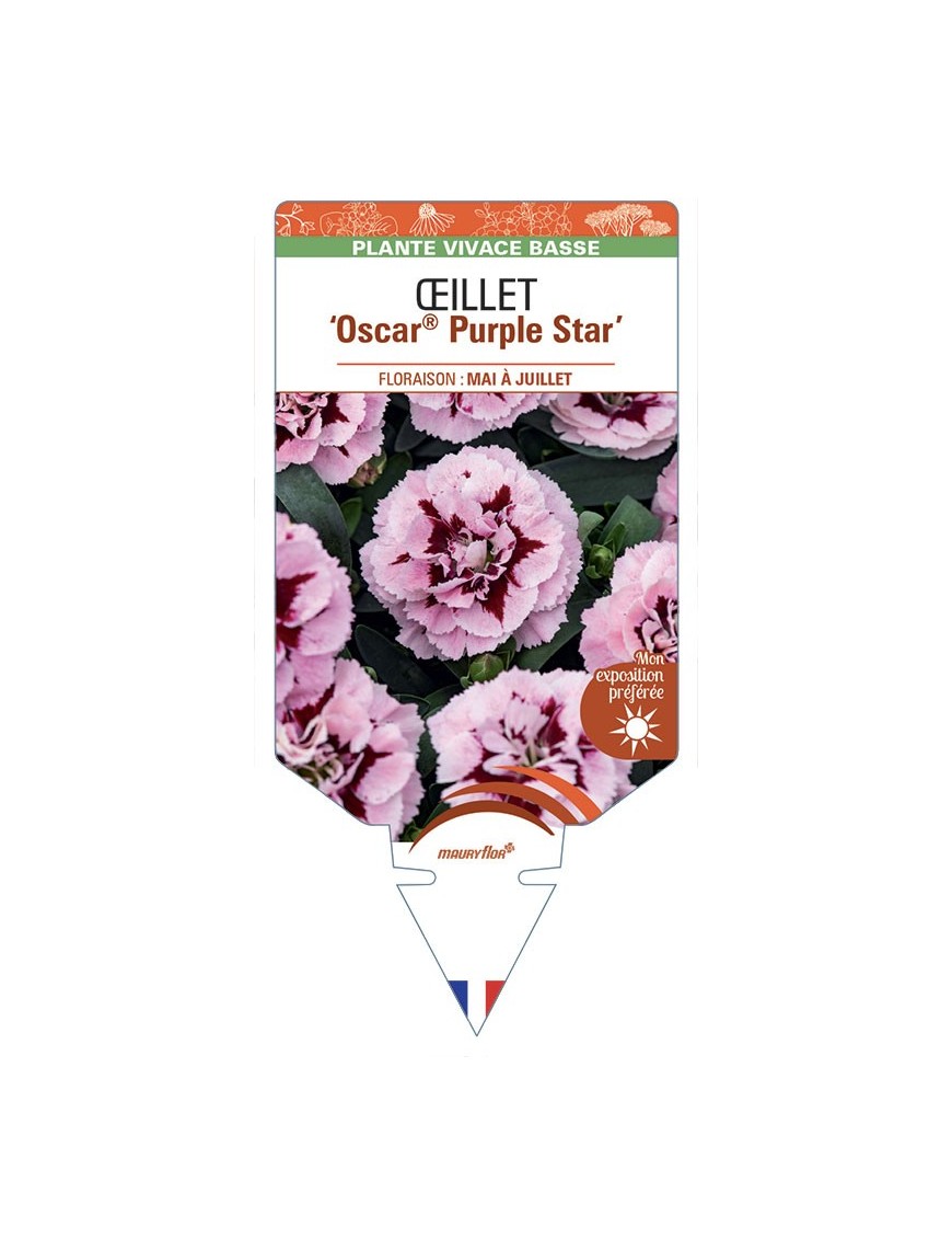 DIANTHUS caryophyllus Oscar® Purple Star voir Œillet