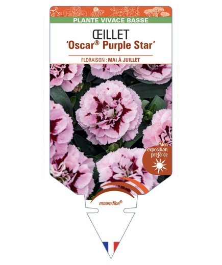 DIANTHUS caryophyllus Oscar® Purple Star voir Œillet