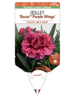 DIANTHUS caryophyllus Oscar® Purple Wings voir Œillet