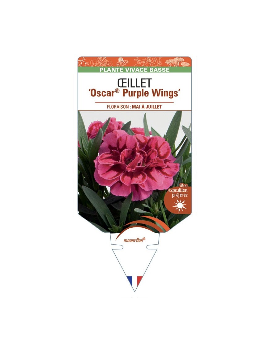 DIANTHUS caryophyllus Oscar® Purple Wings voir Œillet