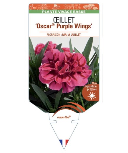 DIANTHUS caryophyllus Oscar® Purple Wings voir Œillet