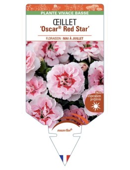 DIANTHUS caryophyllus Oscar® Red Star voir Œillet