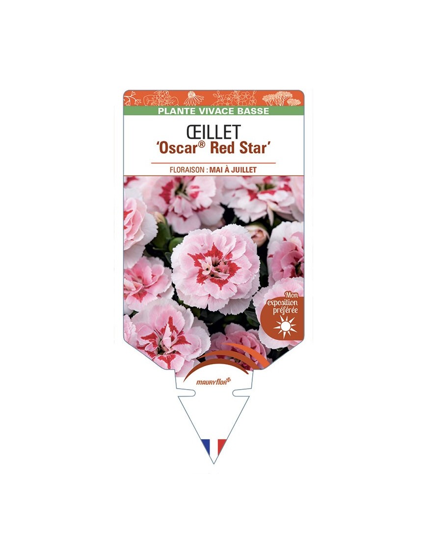 DIANTHUS caryophyllus Oscar® Red Star voir Œillet