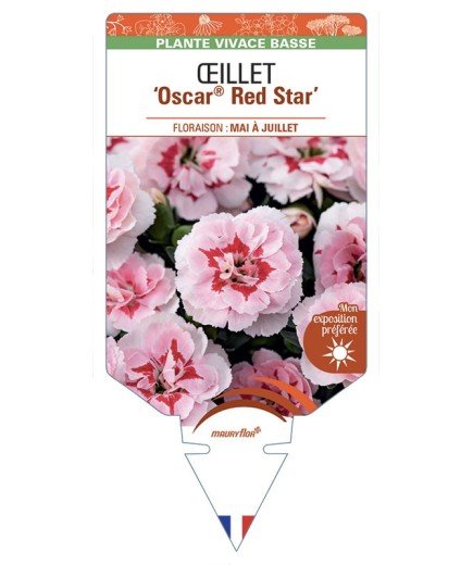 DIANTHUS caryophyllus Oscar® Red Star voir Œillet