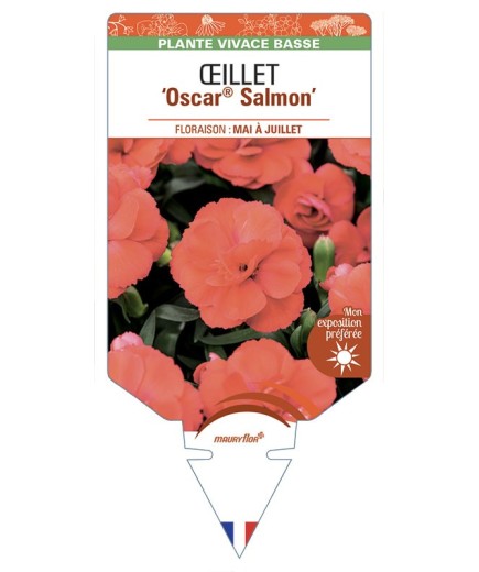 DIANTHUS caryophyllus Oscar® Salmon voir Œillet