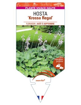 HOSTA (nigrescens) Krossa Regal