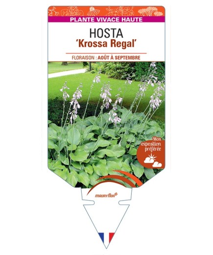 HOSTA (nigrescens) Krossa Regal