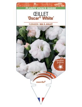 DIANTHUS caryophyllus Oscar® White voir Œillet
